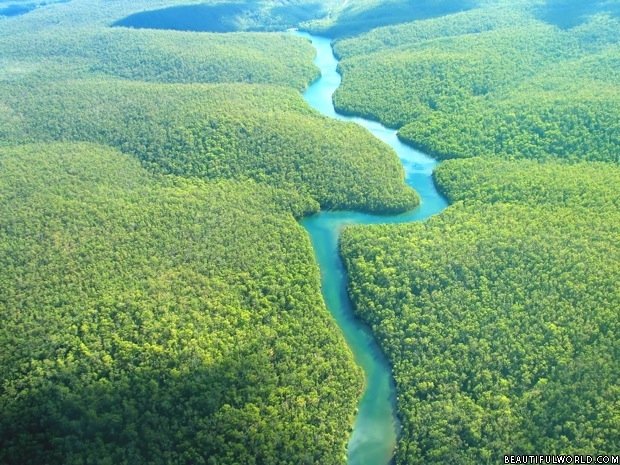 Amazon Rainforest