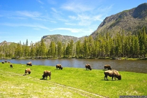 Yellowstone National Park Facts & Information - Beautiful World Travel Guide