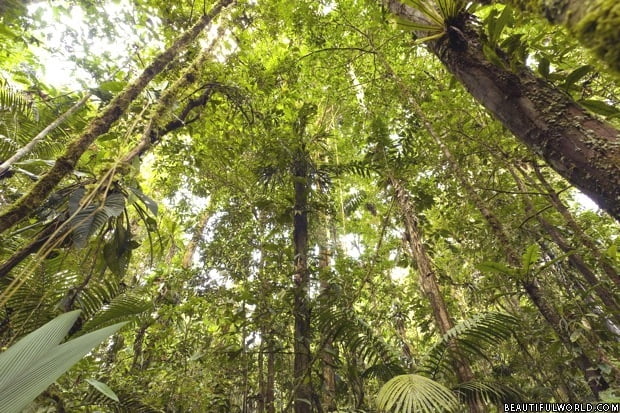 tropical-rainforest-ecuadorial-amazon